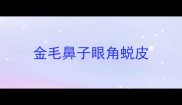 金毛鼻子眼角蜕皮