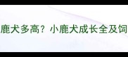 4个月小鹿犬多高小鹿犬成长全及饲养指南