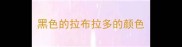 黑色的拉布拉多的颜色