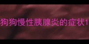 狗狗慢性胰腺炎的症状