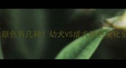 拉布拉多犬眼珠颜色有几种幼犬VS成犬颜色变化全养狗必看指南