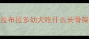 拉布拉多幼犬吃什么长骨架