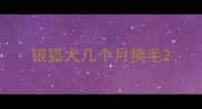 银狐犬几个月换毛