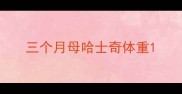 三个月母哈士奇体重