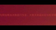 哈士奇与阿拉斯加犬群居行为全大型犬和谐共处与科学喂养指南