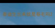 泰迪生出来就是卷毛吗