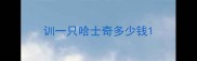 训一只哈士奇多少钱