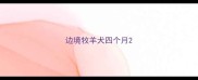 边境牧羊犬四个月