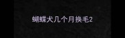 蝴蝶犬几个月换毛