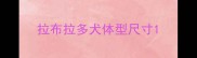 拉布拉多犬体型尺寸