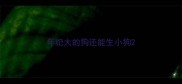 年纪大的狗还能生小狗