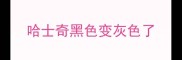 哈士奇黑色变灰色了