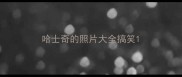 哈士奇的照片大全搞笑