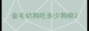 金毛幼狗吃多少狗粮