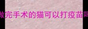 做完手术的猫可以打疫苗吗