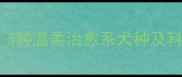 女生养狗指南5种温柔治愈系犬种及科学养护全攻略
