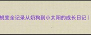 6个月拉布拉多蜕变全记录从奶狗到小太阳的成长日记附幼犬护理干货