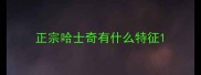 正宗哈士奇有什么特征