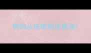 狗狗从咳嗽到流鼻涕