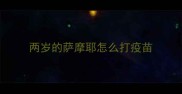 两岁的萨摩耶怎么打疫苗