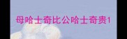母哈士奇比公哈士奇贵