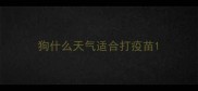 狗什么天气适合打疫苗