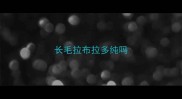 长毛拉布拉多纯吗