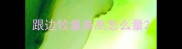 跟边牧量肩高怎么量