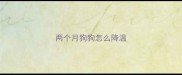 两个月狗狗怎么降温