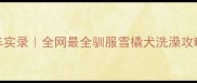 哈士奇洗澡翻车实录全网最全驯服雪橇犬洗澡攻略附避雷指南