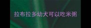 拉布拉多幼犬可以吃米粥