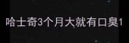 哈士奇3个月大就有口臭
