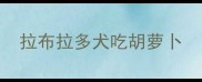 拉布拉多犬吃胡萝卜