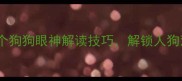养宠人必看5个狗狗眼神解读技巧解锁人狗双向奔赴的秘诀