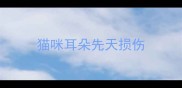 猫咪耳朵先天损伤