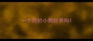 一个月的小狗好养吗