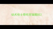 幼犬哈士奇吃完饭呕吐