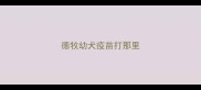 德牧幼犬疫苗打那里