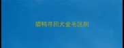 猎鸭寻回犬金毛区别