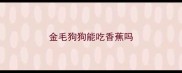 金毛狗狗能吃香蕉吗