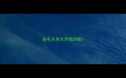 金毛从多大开始训练