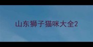 山东狮子猫咪大全