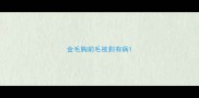 金毛胸前毛被剃有病