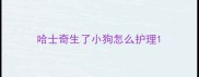 哈士奇生了小狗怎么护理