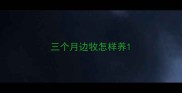 三个月边牧怎样养