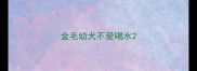 金毛幼犬不爱喝水