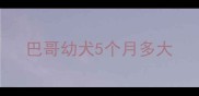 巴哥幼犬5个月多大