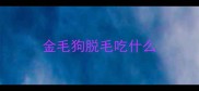 金毛狗脱毛吃什么