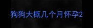 狗狗大概几个月怀孕