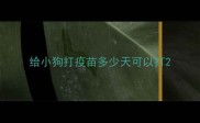 给小狗打疫苗多少天可以打